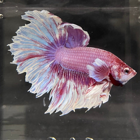 the-fish-farm Male Betta Male Betta - One Only - 8 Choose your favourite Male Betta from The Fish Farm Australia