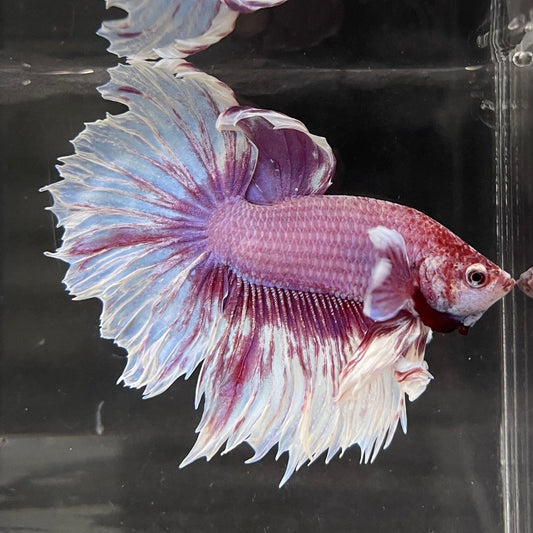the-fish-farm Male Betta Male Betta - One Only - 8 Choose your favourite Male Betta from The Fish Farm Australia