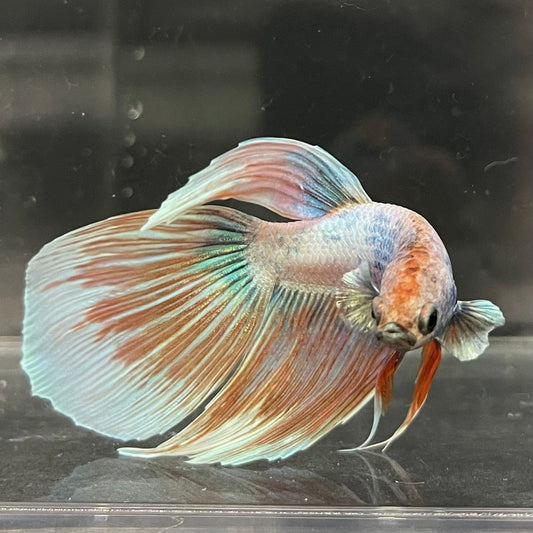 the-fish-farm Male Betta Male Betta - One Only - 8 Choose your favourite Male Betta from The Fish Farm Australia