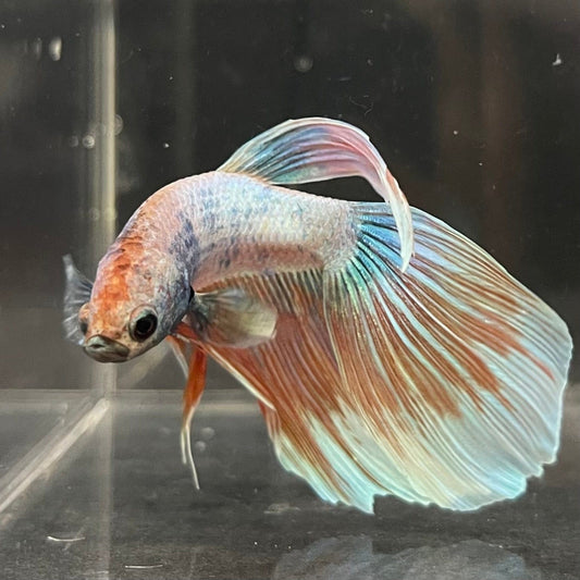 the-fish-farm Male Betta Male Betta - One Only - 8 Choose your favourite Male Betta from The Fish Farm Australia