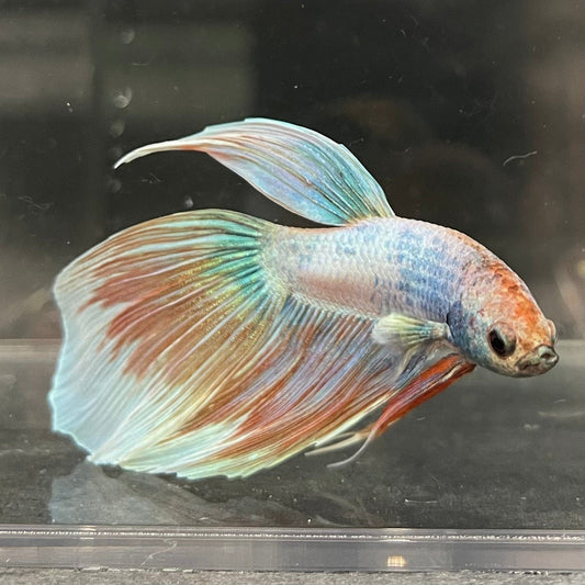 the-fish-farm Male Betta Male Betta - One Only - 8 Choose your favourite Male Betta from The Fish Farm Australia