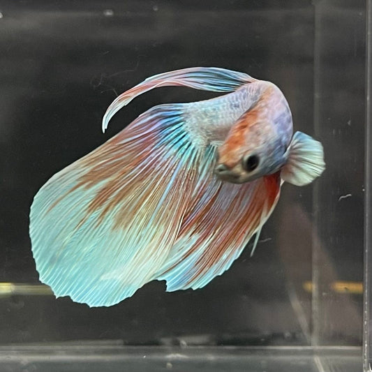 the-fish-farm Male Betta Male Betta - One Only - 8 Choose your favourite Male Betta from The Fish Farm Australia