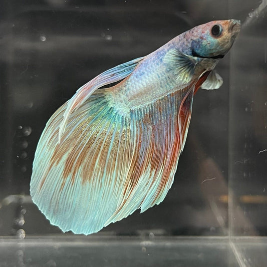 the-fish-farm Male Betta Male Betta - One Only - 8 Choose your favourite Male Betta from The Fish Farm Australia