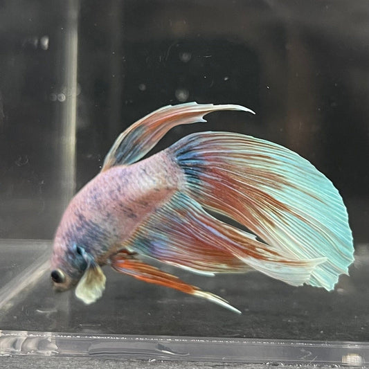 the-fish-farm Male Betta Male Betta - One Only - 8 Choose your favourite Male Betta from The Fish Farm Australia