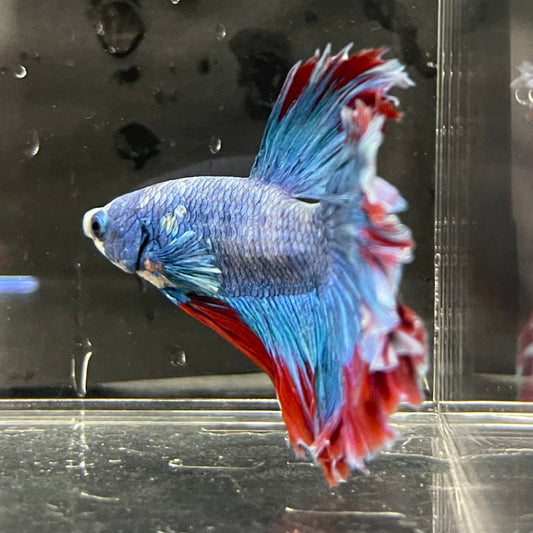 the-fish-farm Male Betta Male Betta - One Only - 8 Choose your favourite Male Betta from The Fish Farm Australia