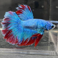 the-fish-farm Male Betta Male Betta - One Only - 8 Choose your favourite Male Betta from The Fish Farm Australia