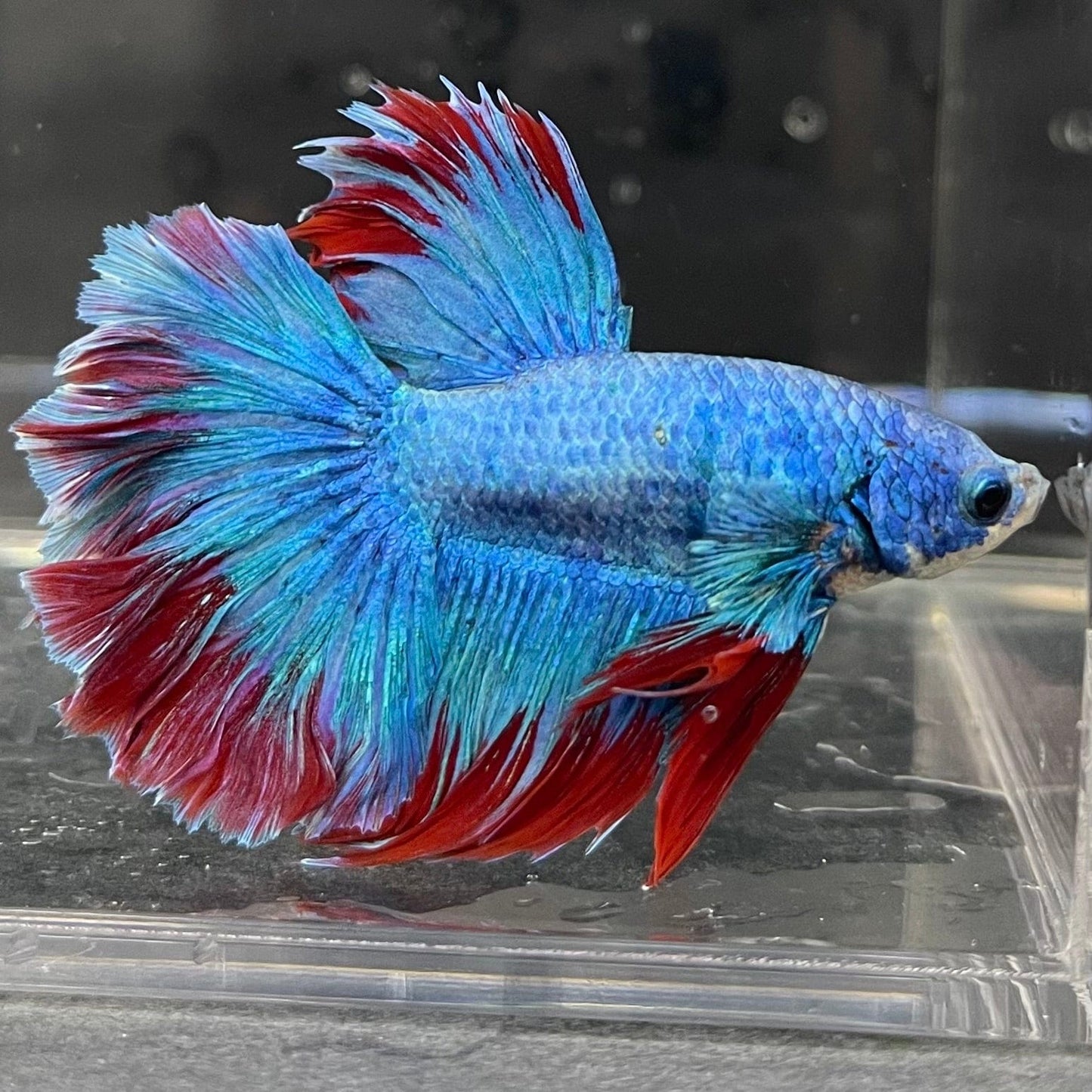 the-fish-farm Male Betta Male Betta - One Only - 8 Choose your favourite Male Betta from The Fish Farm Australia