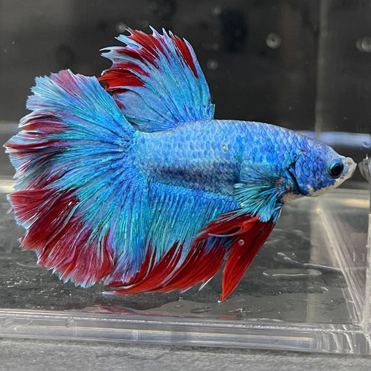 the-fish-farm Male Betta Male Betta - One Only - 8 Choose your favourite Male Betta from The Fish Farm Australia