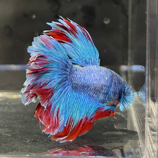 the-fish-farm Male Betta Male Betta - One Only - 8 Choose your favourite Male Betta from The Fish Farm Australia