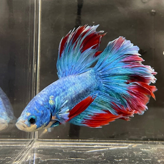 the-fish-farm Male Betta Male Betta - One Only - 8 Choose your favourite Male Betta from The Fish Farm Australia