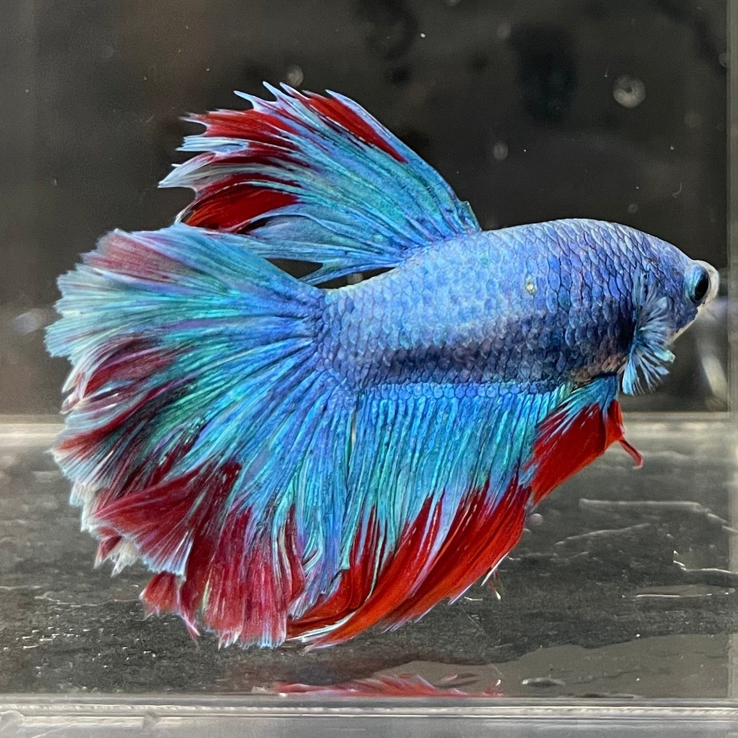 the-fish-farm Male Betta Male Betta - One Only - 8 Choose your favourite Male Betta from The Fish Farm Australia