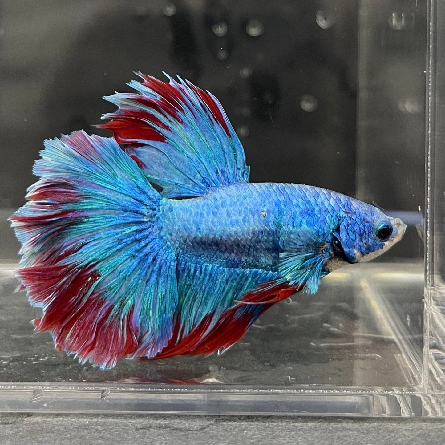 the-fish-farm Male Betta Male Betta - One Only - 8 Choose your favourite Male Betta from The Fish Farm Australia