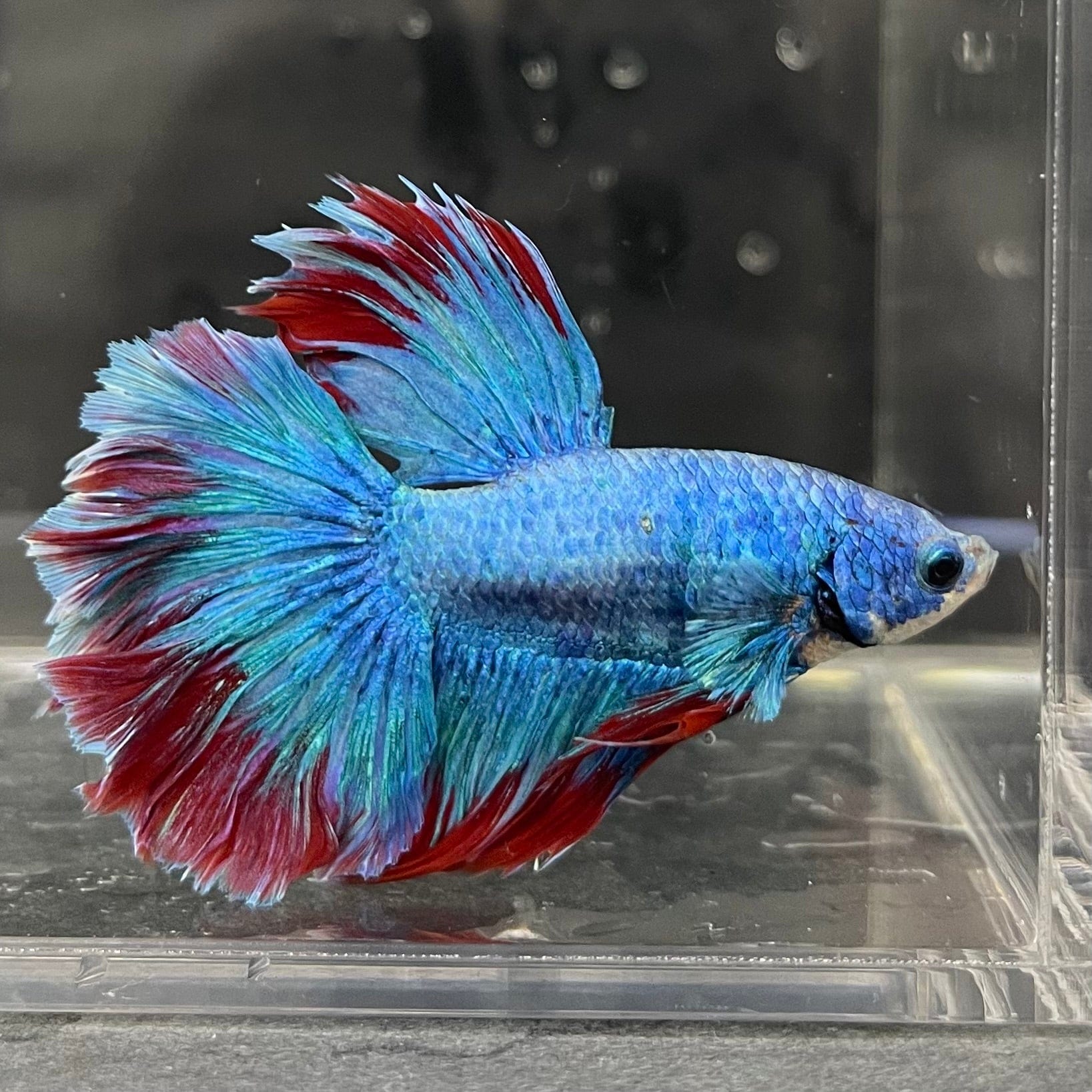the-fish-farm Male Betta Male Betta - One Only - 8 Choose your favourite Male Betta from The Fish Farm Australia