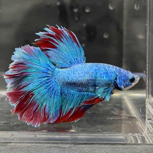 the-fish-farm Male Betta Male Betta - One Only - 8 Choose your favourite Male Betta from The Fish Farm Australia
