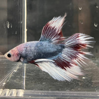 the-fish-farm Male Betta Male Betta - One Only - 8 Choose your favourite Male Betta from The Fish Farm Australia