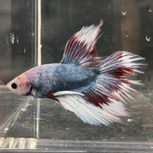 the-fish-farm Male Betta Male Betta - One Only - 8 Choose your favourite Male Betta from The Fish Farm Australia