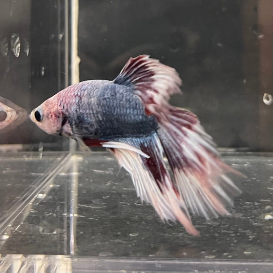 the-fish-farm Male Betta Male Betta - One Only - 8 Choose your favourite Male Betta from The Fish Farm Australia