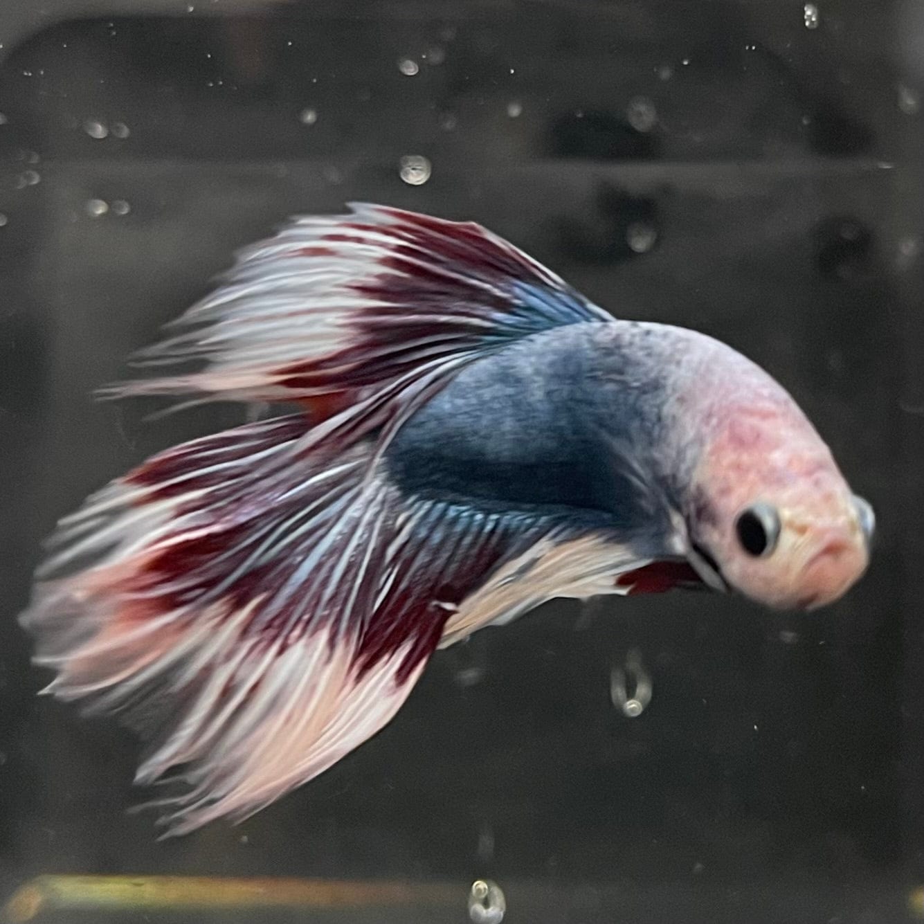 the-fish-farm Male Betta Male Betta - One Only - 8 Choose your favourite Male Betta from The Fish Farm Australia