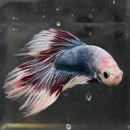 the-fish-farm Male Betta Male Betta - One Only - 8 Choose your favourite Male Betta from The Fish Farm Australia