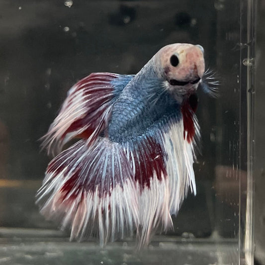 the-fish-farm Male Betta Male Betta - One Only - 8 Choose your favourite Male Betta from The Fish Farm Australia