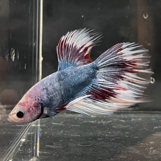 the-fish-farm Male Betta Male Betta - One Only - 8 Choose your favourite Male Betta from The Fish Farm Australia