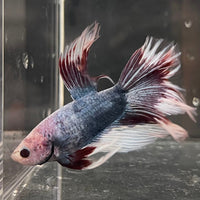 the-fish-farm Male Betta Male Betta - One Only - 8 Choose your favourite Male Betta from The Fish Farm Australia