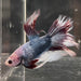 the-fish-farm Male Betta Male Betta - One Only - 8 Choose your favourite Male Betta from The Fish Farm Australia
