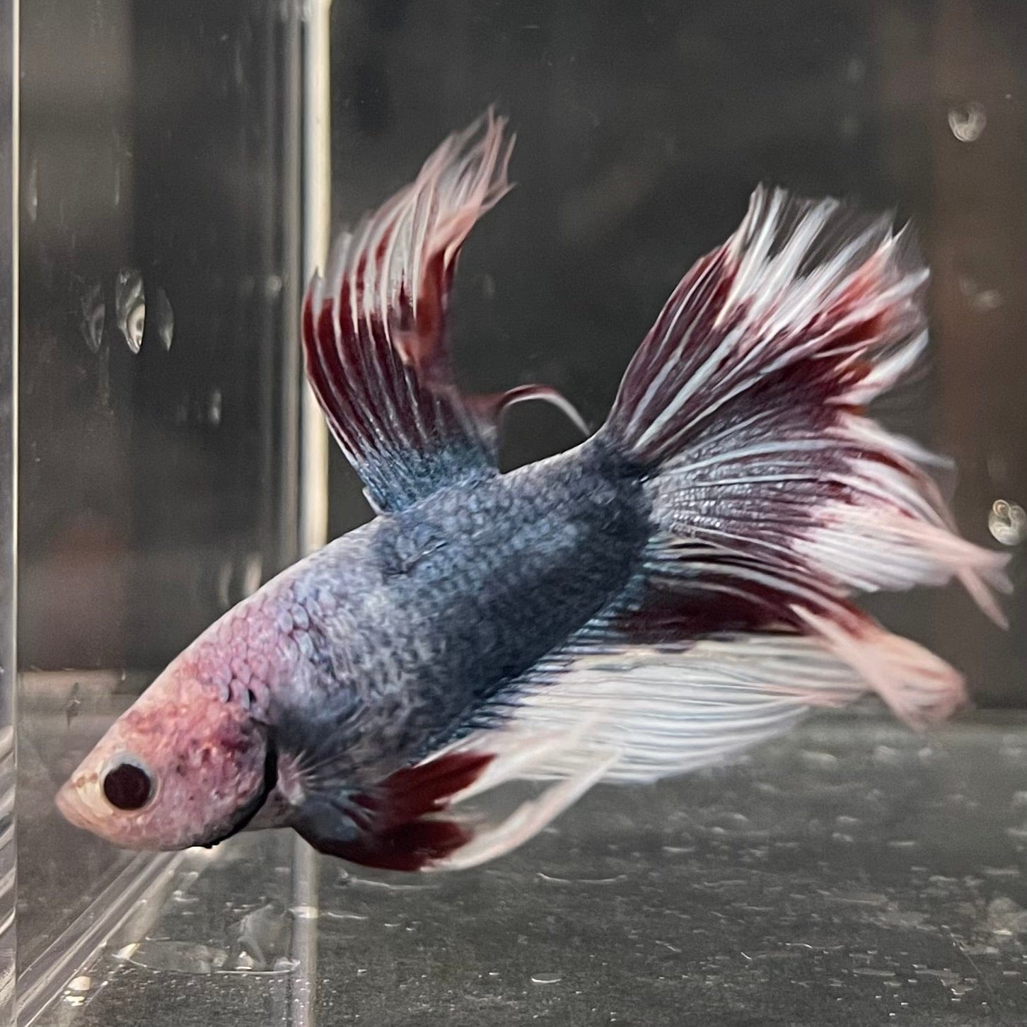 the-fish-farm Male Betta Male Betta - One Only - 8 Choose your favourite Male Betta from The Fish Farm Australia