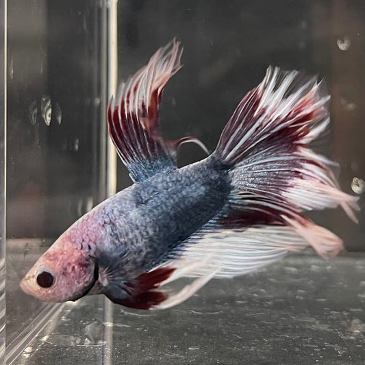 the-fish-farm Male Betta Male Betta - One Only - 8 Choose your favourite Male Betta from The Fish Farm Australia