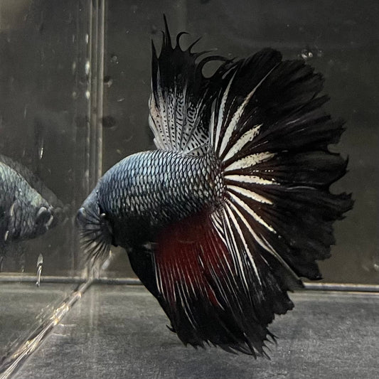 the-fish-farm Male Betta Male Betta - One Only - 8 Choose your favourite Male Betta from The Fish Farm Australia