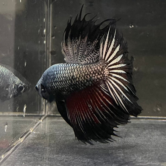 the-fish-farm Male Betta Male Betta - One Only - 8 Choose your favourite Male Betta from The Fish Farm Australia