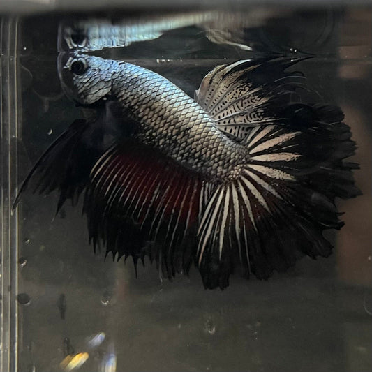 the-fish-farm Male Betta Male Betta - One Only - 8 Choose your favourite Male Betta from The Fish Farm Australia