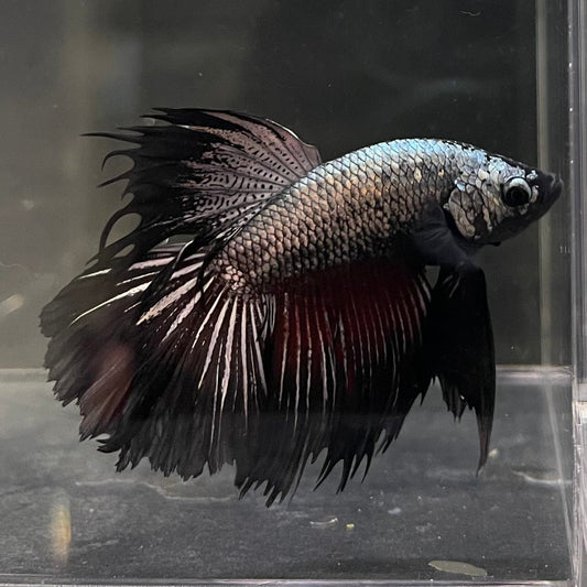 the-fish-farm Male Betta Male Betta - One Only - 8 Choose your favourite Male Betta from The Fish Farm Australia
