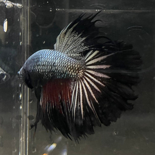 the-fish-farm Male Betta Male Betta - One Only - 8 Choose your favourite Male Betta from The Fish Farm Australia