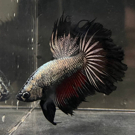 the-fish-farm Male Betta Male Betta - One Only - 8 Choose your favourite Male Betta from The Fish Farm Australia