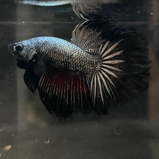 the-fish-farm Male Betta Male Betta - One Only - 8 Choose your favourite Male Betta from The Fish Farm Australia