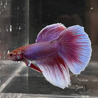 the-fish-farm Male Betta Male Betta - One Only - 8 Choose your favourite Male Betta from The Fish Farm Australia