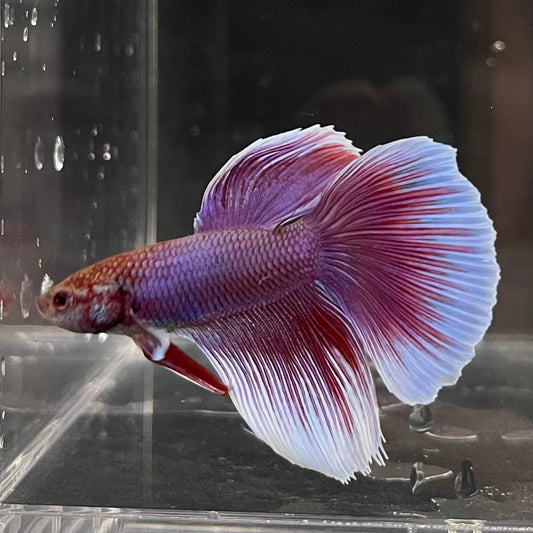 the-fish-farm Male Betta Male Betta - One Only - 8 Choose your favourite Male Betta from The Fish Farm Australia