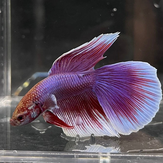 the-fish-farm Male Betta Male Betta - One Only - 8 Choose your favourite Male Betta from The Fish Farm Australia