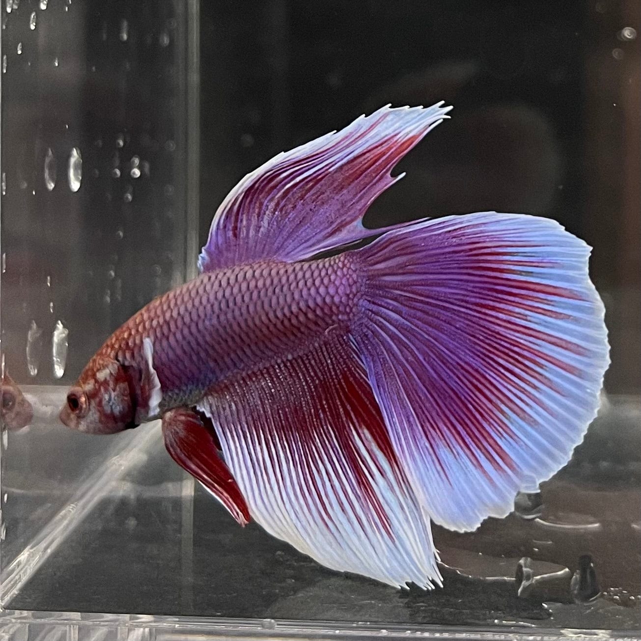 the-fish-farm Male Betta Male Betta - One Only - 8 Choose your favourite Male Betta from The Fish Farm Australia