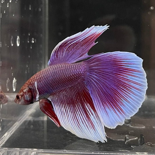 the-fish-farm Male Betta Male Betta - One Only - 8 Choose your favourite Male Betta from The Fish Farm Australia