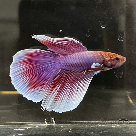 the-fish-farm Male Betta Male Betta - One Only - 8 Choose your favourite Male Betta from The Fish Farm Australia