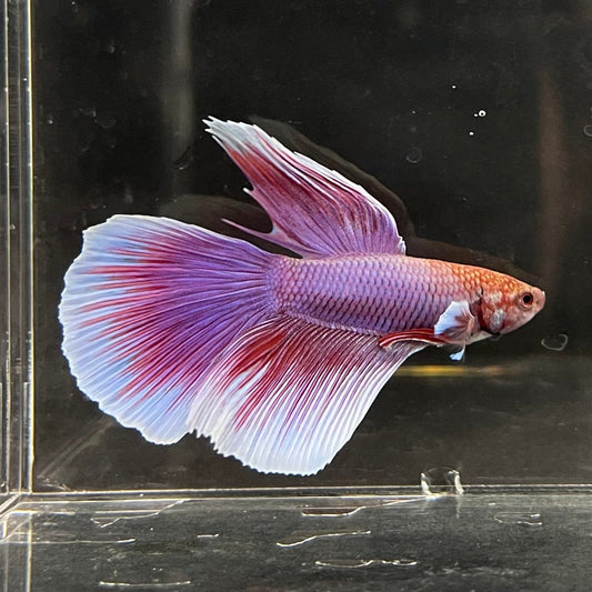 the-fish-farm Male Betta Male Betta - One Only - 8 Choose your favourite Male Betta from The Fish Farm Australia