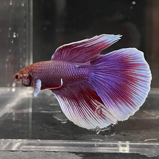 the-fish-farm Male Betta Male Betta - One Only - 8 Choose your favourite Male Betta from The Fish Farm Australia