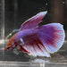 the-fish-farm Male Betta Male Betta - One Only - 8 Choose your favourite Male Betta from The Fish Farm Australia