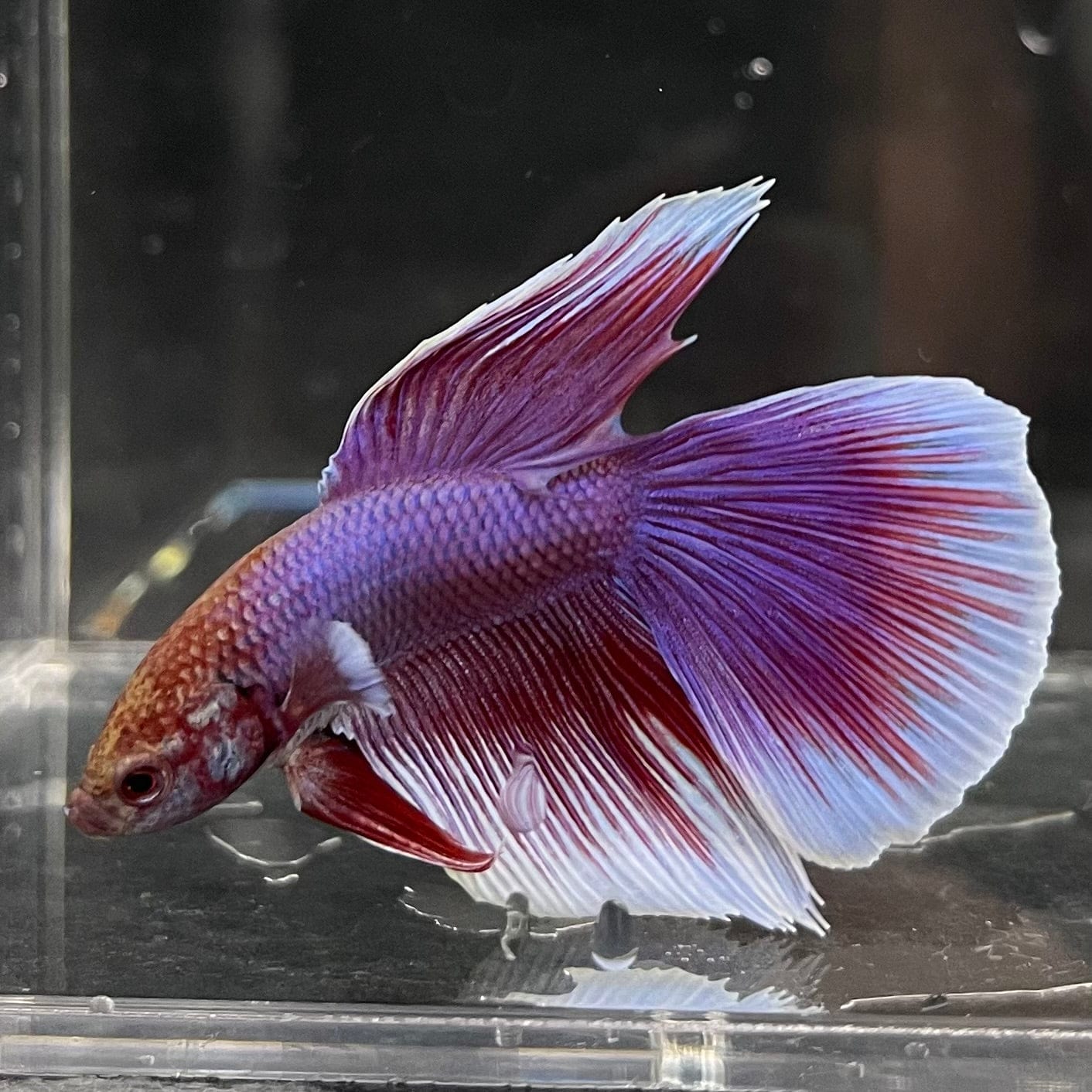 the-fish-farm Male Betta Male Betta - One Only - 8 Choose your favourite Male Betta from The Fish Farm Australia
