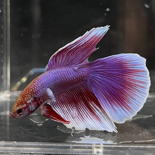 the-fish-farm Male Betta Male Betta - One Only - 8 Choose your favourite Male Betta from The Fish Farm Australia