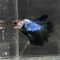 the-fish-farm Male Betta Male Betta - One Only - 8 Choose your favourite Male Betta from The Fish Farm Australia