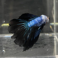 the-fish-farm Male Betta Male Betta - One Only - 8 Choose your favourite Male Betta from The Fish Farm Australia
