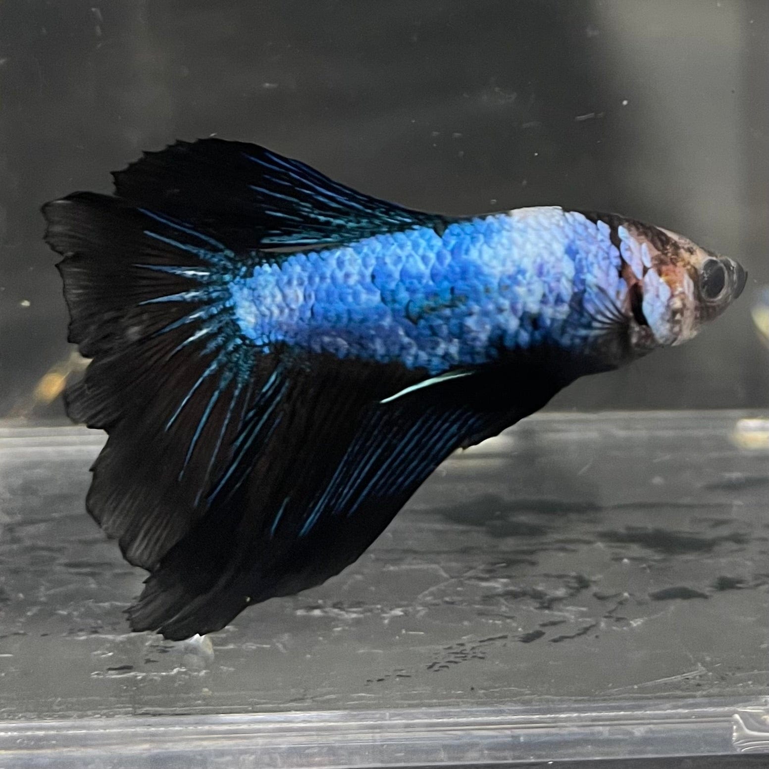 the-fish-farm Male Betta Male Betta - One Only - 8 Choose your favourite Male Betta from The Fish Farm Australia